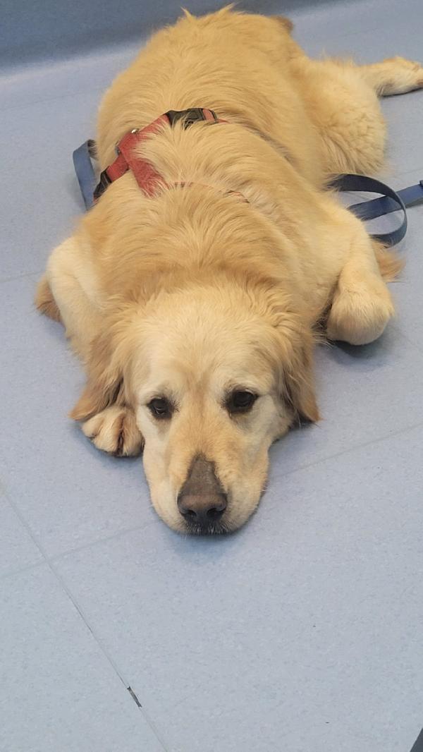 Casper, un Golden Retriever bello da impazzire Foto 5